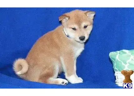 Shiba Inu