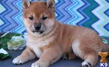 shiba inu puppy posted by tylergregs0