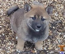 shiba inu puppy posted by tylergregs0