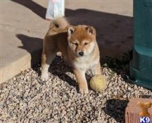 shiba inu puppy posted by tylergregs0