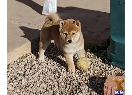 Shiba Inu