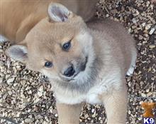Ashley available Shiba Inu puppy located in SPRINGFIELD