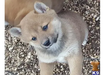 Shiba Inu