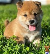 shiba inu puppy posted by tylergregs0
