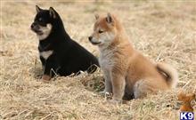 shiba inu puppy posted by tylergregs0