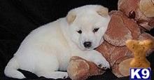 shiba inu puppy posted by tylergregs0
