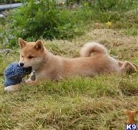 shiba inu puppy posted by tylergregs0