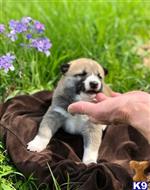 shiba inu puppy posted by tylergregs0