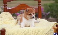 Sugar available Shiba Inu puppy located in SPRINGFIELD