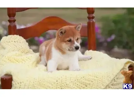 Shiba Inu