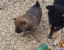 shiba inu puppy posted by tylergregs0