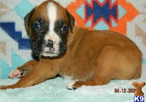 Boxer puppy for sale