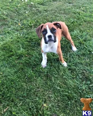 Boxer puppy for sale