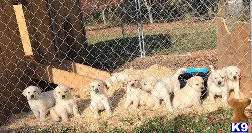 Labrador Retriever puppy for sale