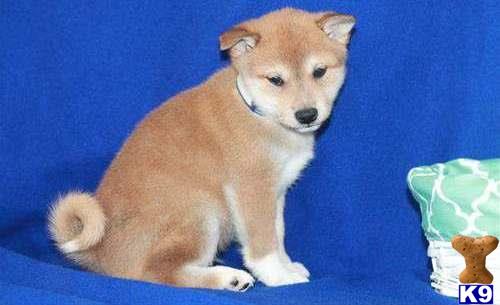 a shiba inu dog sitting on a blue surface