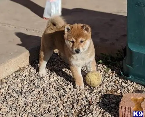 Shiba Inu puppy for sale