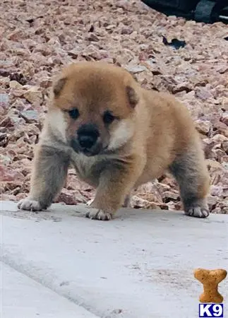 Shiba Inu puppy for sale