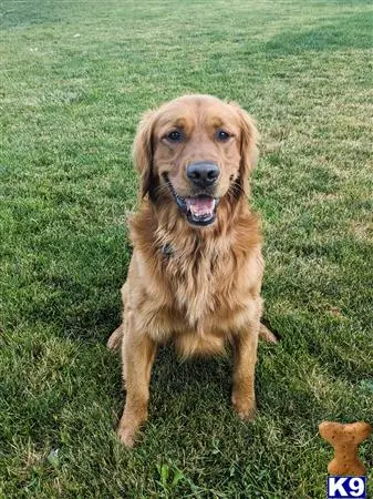 Golden Retriever stud dog