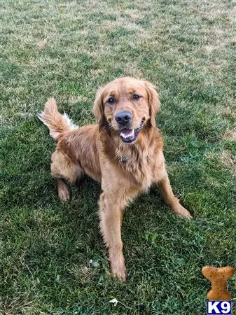 Golden Retriever stud dog