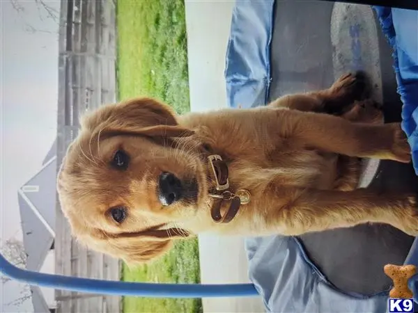 Golden Retriever stud dog