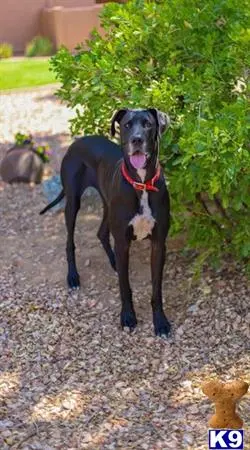 Great Dane female dog