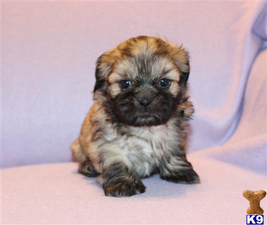 shih tzu puppy posted by tzugirl