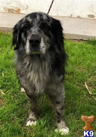 Australian Shepherd stud dog