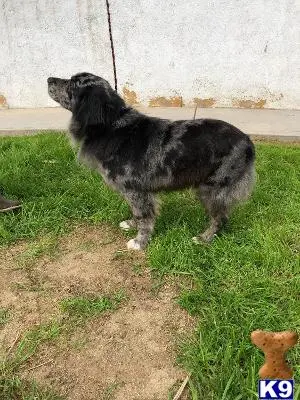 Australian Shepherd stud dog