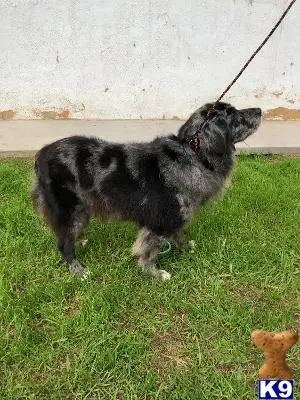 Australian Shepherd stud dog