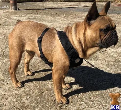 French Bulldog stud dog