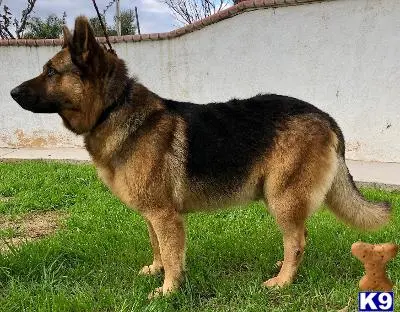 German Shepherd stud dog