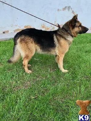 German Shepherd stud dog