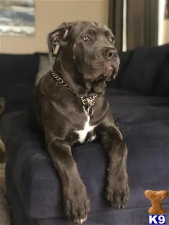 Cane Corso stud dog