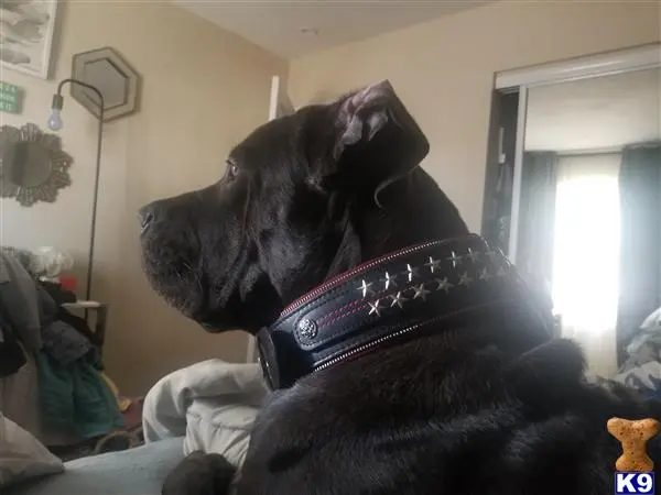 Cane Corso stud dog