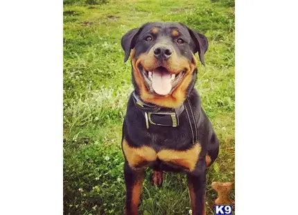 Rottweiler