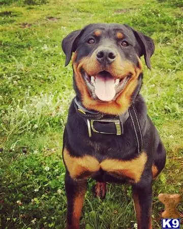 Rottweiler female dog