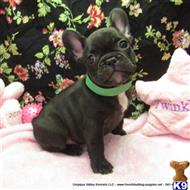 french bulldog puppy posted by umpquavalleykennels