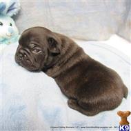 french bulldog puppy posted by umpquavalleykennels