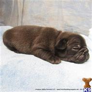 french bulldog puppy posted by umpquavalleykennels