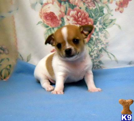chihuahua puppies for sale ta chihuahua puppy for sale chihuahua puppy small white with ta 6 years chihuahua puppies for sale ta chihuahua puppy for sale chihuahua puppy small white with ta 6 years