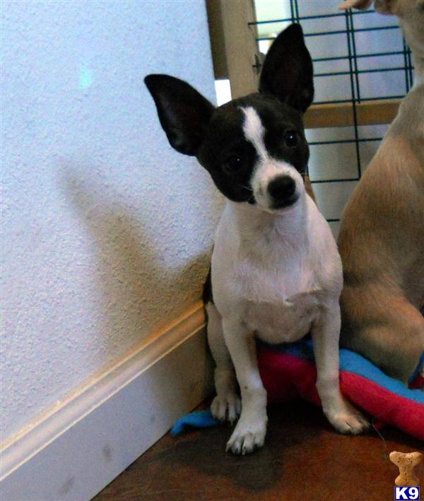 black and white chihuahua puppies chihuahua puppy for sale black and white chihuahua puppy black and white chihuahua puppies chihuahua puppy for sale black and white chihuahua puppy