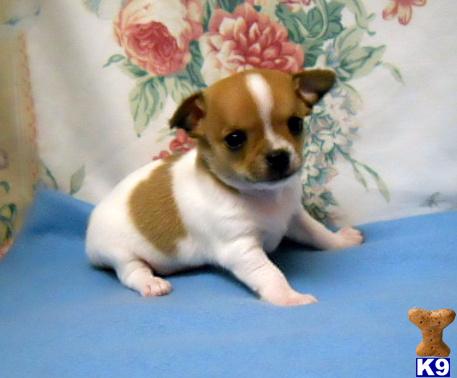 chihuahua puppies for sale ta chihuahua puppy for sale chihuahua puppy small white with ta 6 years chihuahua puppies for sale ta chihuahua puppy for sale chihuahua puppy small white with ta 6 years