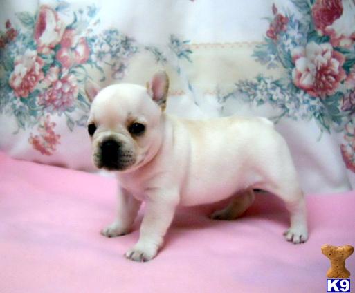 bulldog puppies oregon bulldog puppies for sale in oregon bulldog puppies oregon bulldog puppies for sale in oregon