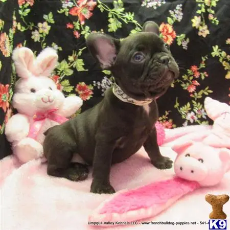 French Bulldog puppy for sale