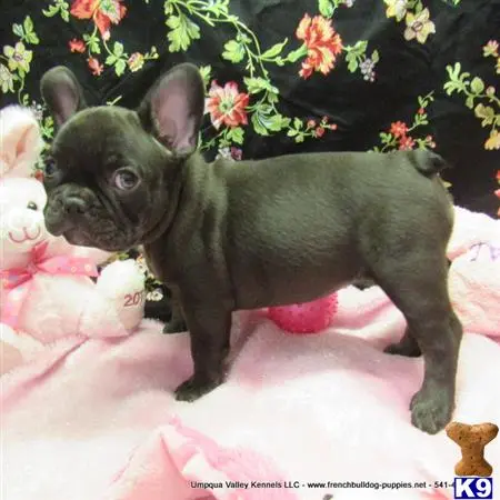 French Bulldog puppy for sale