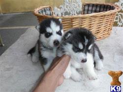siberian husky puppy posted by unclesamchampionbullies