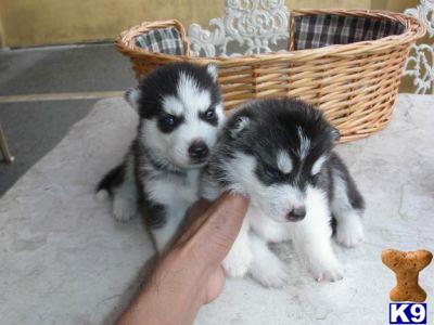 siberian husky puppy posted by unclesamchampionbullies