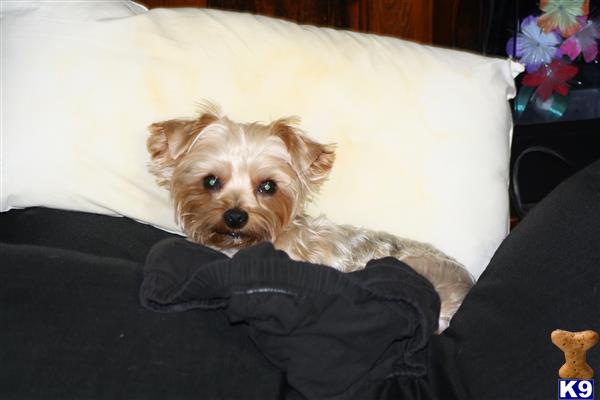 stud fee for yorkie terrier stud lucky 6 years stud fee for yorkie terrier stud lucky 6 years