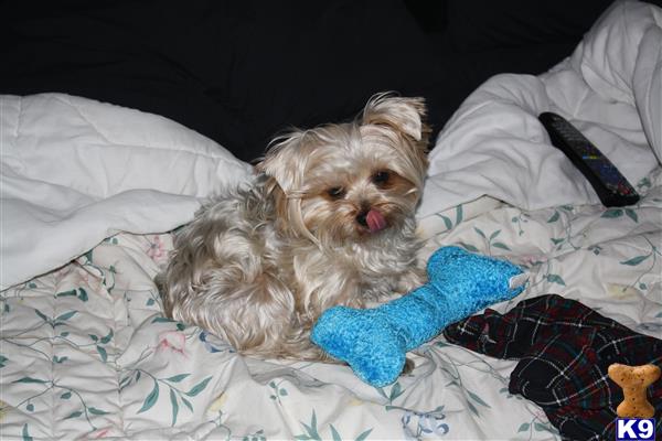 stud fee for yorkie terrier stud lucky 6 years stud fee for yorkie terrier stud lucky 6 years