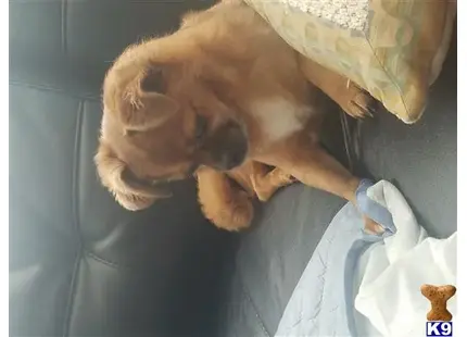 a tibetan spaniel dog lying on a bed